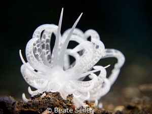 Solar powered nudibrach by Beate Seiler 